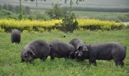 猪八吃瓜音乐,趣味横生的音乐之旅