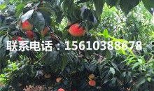 金乡高河吃瓜,夏日炎炎，吃瓜群众欢乐多