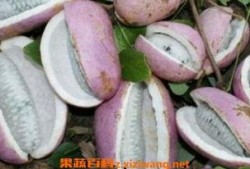 学霸吃八月瓜是什么意思,一场别开生面的智慧之旅