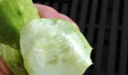 白玉瓜做什么吃,创意烹饪食谱集锦