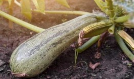 吃中药可以吃牙瓜吗