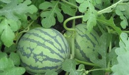 韭组吃瓜,揭秘网络热议背后的真相与笑料