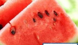 吃瓜吃的发胖,揭秘“瓜农”发胖之谜