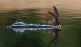 喂雨燕吃瓜新生,瓜果盛宴的温馨喂食记