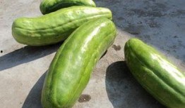 泰安脆瓜怎么吃,解锁美味新体验