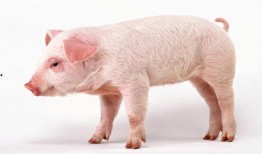 猪八吃瓜音乐,趣味横生的音乐之旅