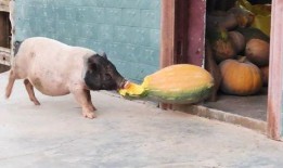 猪美丽吃瓜,一场欢乐的夏日盛宴