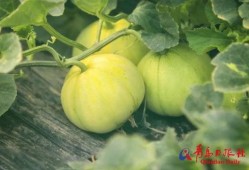 鹤壁大梁庄吃瓜,一场别开生面的“吃瓜”盛宴