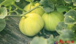 鹤壁大梁庄吃瓜,一场别开生面的“吃瓜”盛宴