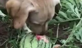 做梦瓜地里吃瓜,一场奇幻的瓜果盛宴