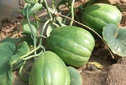 人人都是吃瓜人,揭秘网络时代的全民娱乐现象