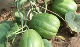 人人都是吃瓜人,揭秘网络时代的全民娱乐现象