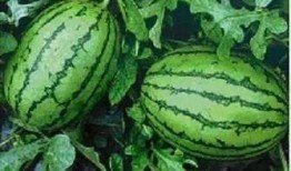 崩瓜和西瓜怎么吃,夏日消暑美食新体验