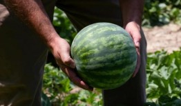 中国传统吃瓜,探寻中国传统美食文化中的“吃瓜”习俗