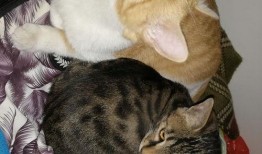 丝猫吃瓜,揭秘娱乐圈的幕后故事