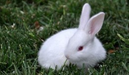 抖音吃瓜野生兔,野生兔带你揭秘网络热点背后的真相