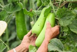 吃秋瓜会头晕吗,揭秘秋季饮食健康风险”