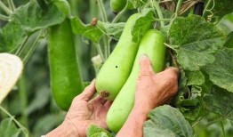 吃秋瓜会头晕吗,揭秘秋季饮食健康风险”