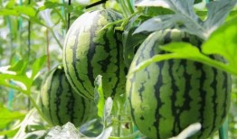 免费吃瓜炸裂,揭秘娱乐圈幕后真相