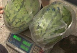 村里的吃瓜,揭秘村里吃瓜背后的故事