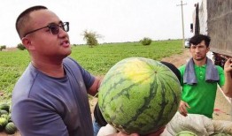 金虎吃瓜,揭秘娱乐圈的幕后风云