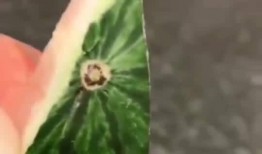 吃瓜里面吃出针