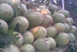 金乡高河吃瓜,夏日炎炎，吃瓜群众欢乐多