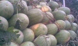 金乡高河吃瓜,夏日炎炎，吃瓜群众欢乐多