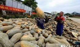 大新县吃瓜事件,一场网络热议背后的真相与反思