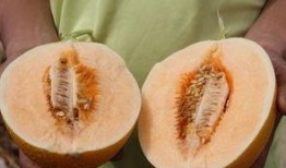 蜜宝瓜怎么吃,解锁美味新体验