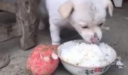 狗狗可以吃小白瓜,小白瓜成为宠物新宠