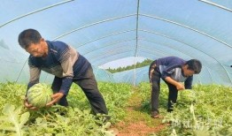 村里的吃瓜,揭秘村里吃瓜背后的故事