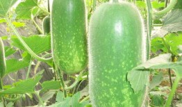 吃瓜头还是瓜尾好消化,揭秘哪种吃法更易消化