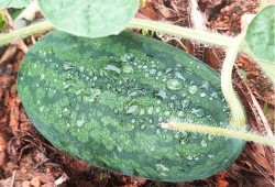 莆田吃的藤瓜是什么瓜种,藤瓜的独特魅力与种植奥秘