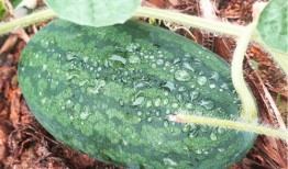 莆田吃的藤瓜是什么瓜种,藤瓜的独特魅力与种植奥秘