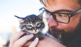 吃瓜和撸猫,吃瓜群众与撸猫达人的悠闲日常