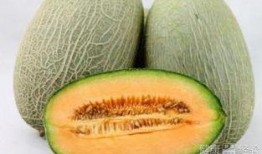 雅吃哈密瓜,品味新疆甜蜜诱惑