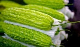 孕妇可以吃矮瓜,矮瓜助力母婴健康