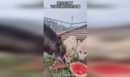 狼吃瓜吗,一场未解的生态奇遇