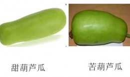 经常吃葫芦瓜好吗