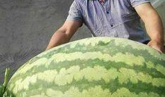 晋江吃瓜王某,揭秘网络红人的崛起之路