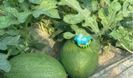 崩瓜和西瓜怎么吃,夏日消暑美食新体验