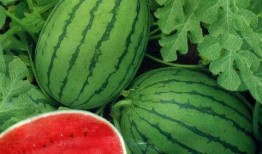 吃瓜会引起过敏吗