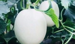 云瓜园蜜瓜必吃指南,解锁夏日甜蜜美味之旅