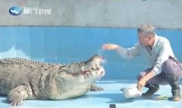 吃瓜的鳄鱼视频下载,视频下载背后的趣味与奥秘