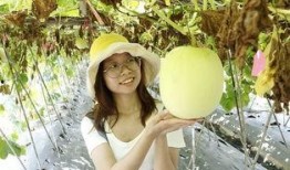 佛山吃瓜群,揭秘本地热门话题与趣味生活