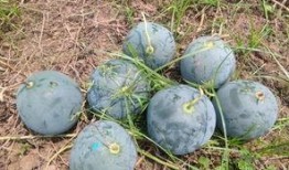 巴青县吃瓜,探寻藏地特色美食之旅