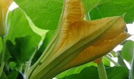 瓜花怎样吃,解锁多样食用新方式