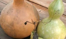 葫芦瓜要怎么吃,解锁健康美味新体验