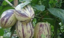 灰瓜能与茄瓜一起吃吗,灰瓜与茄瓜的搭配食用探讨